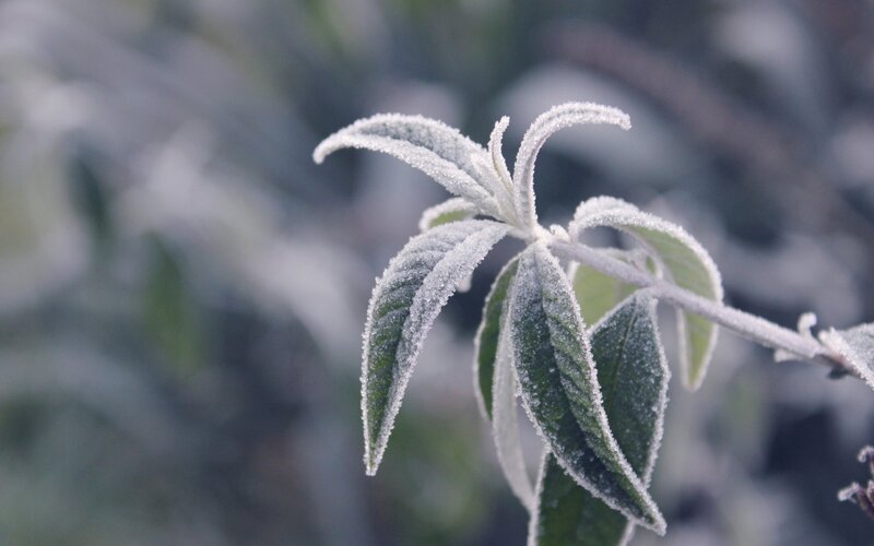 Frost-covered leaves in morning light