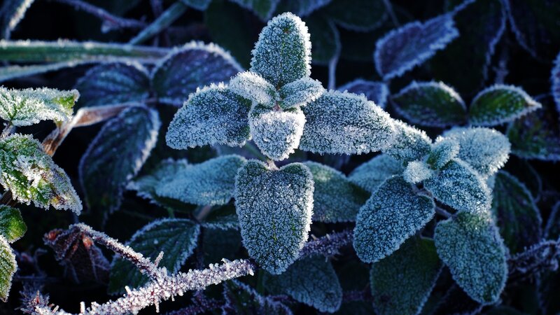 Frost-covered leaves in morning light