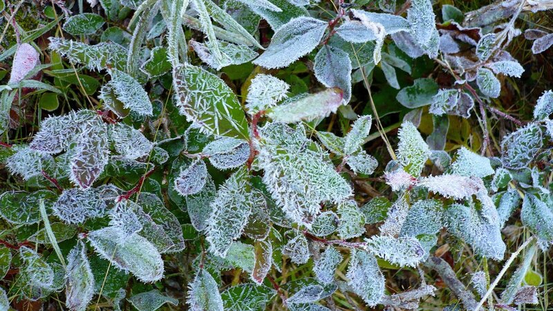 frost-covered leaves in morning light