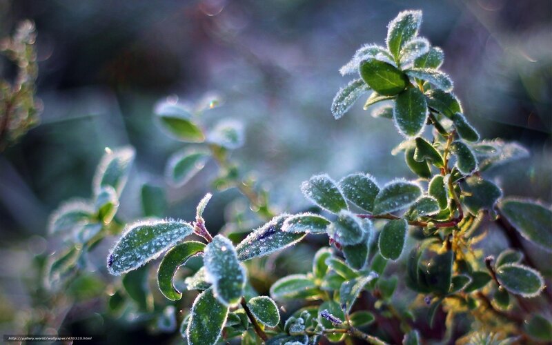 Frost-covered leaves in morning light