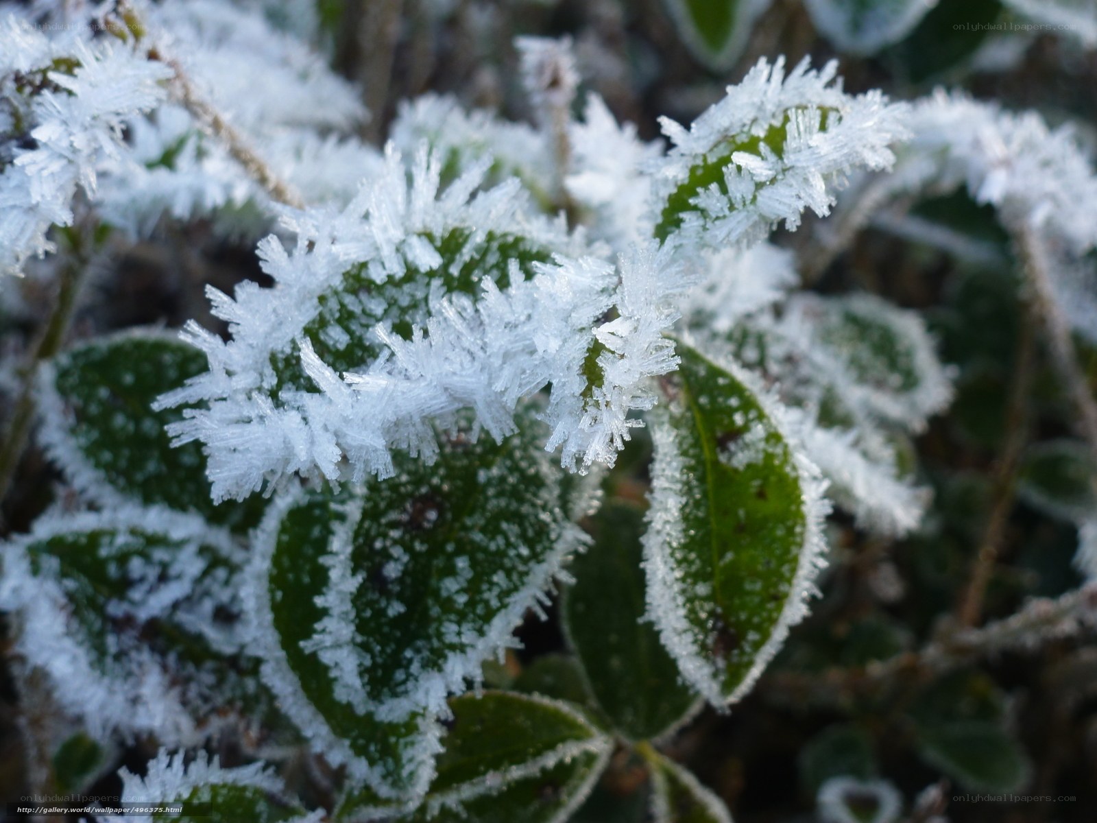 Frost-covered leaves in morning light