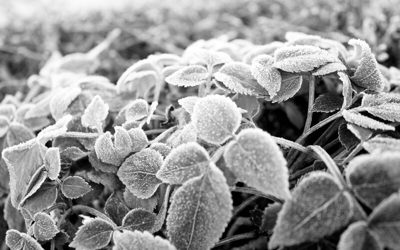 frost-covered leaves in morning