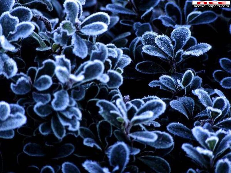 Frost-covered leaves in winter