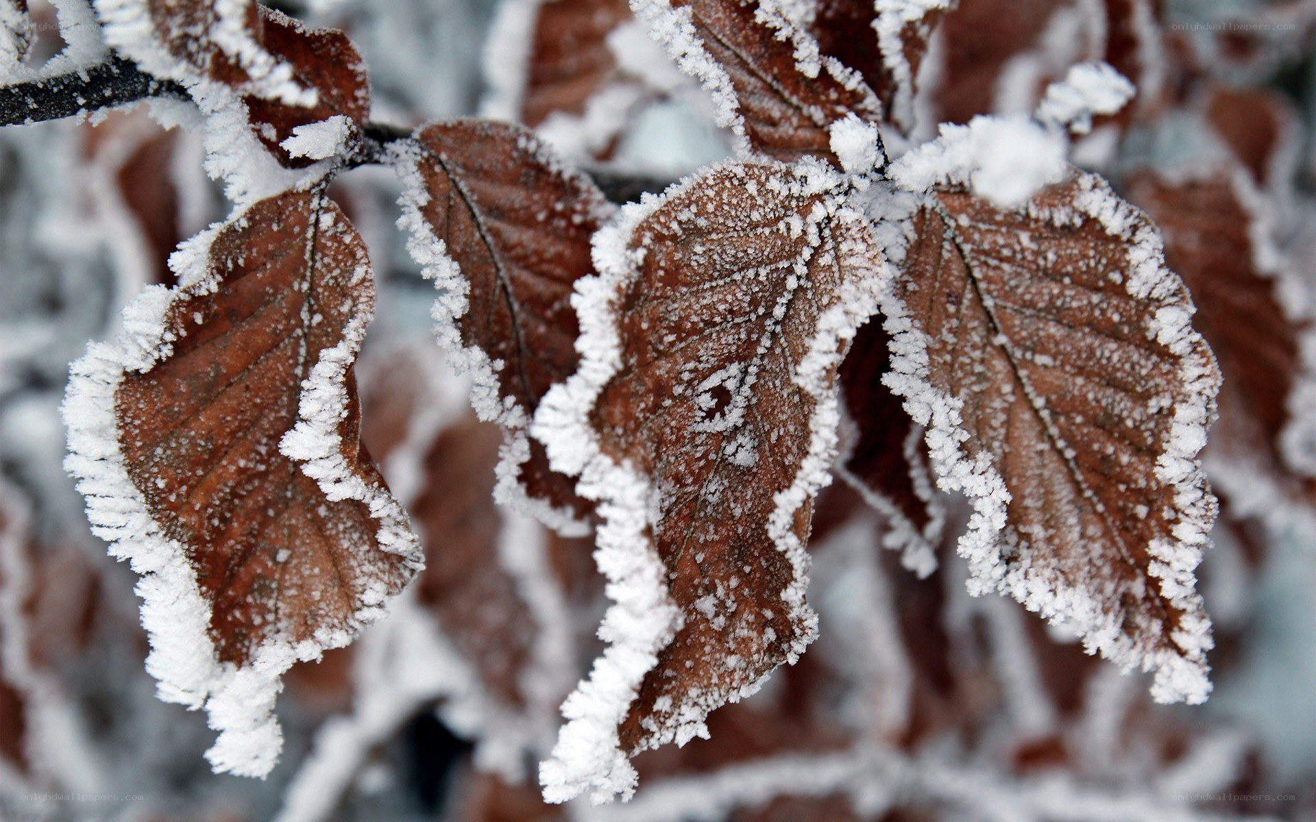 frost-covered leaves in winter