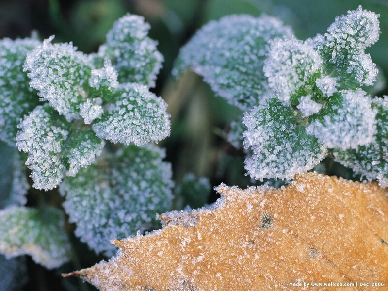 Frost-covered leaves in winter