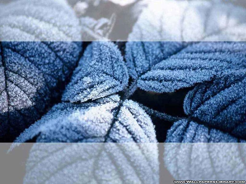 frost-covered leaves in winter