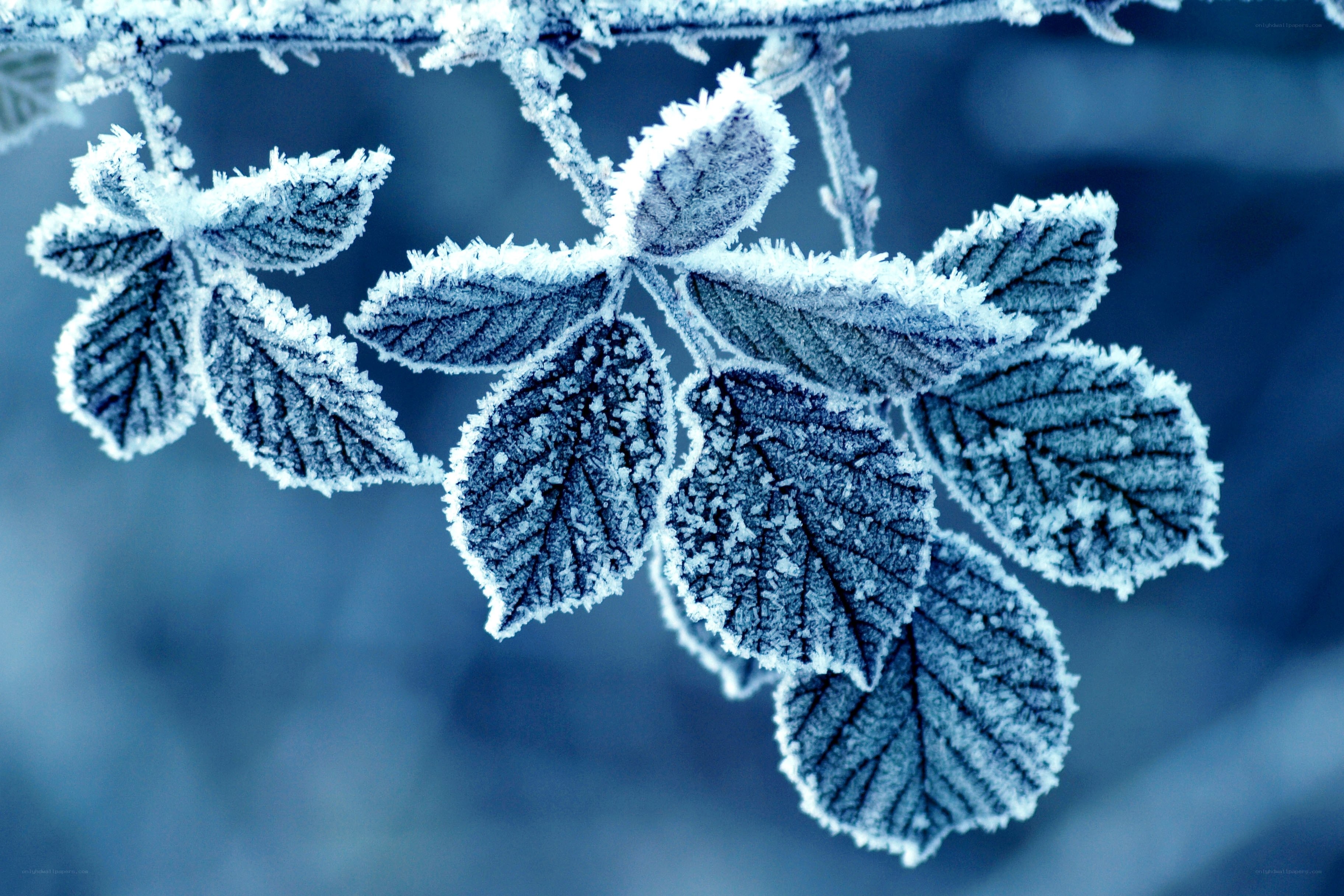frost-covered leaves in winter