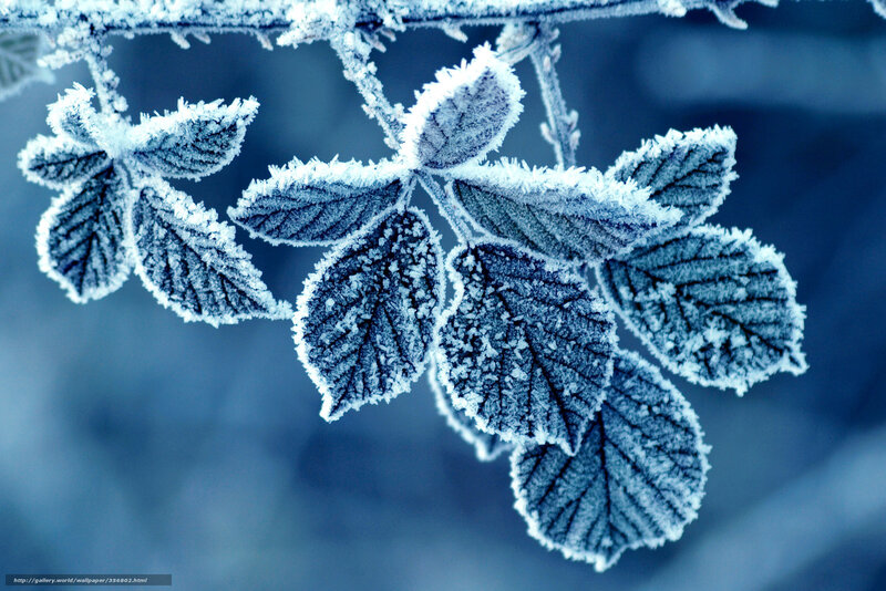 Frost-covered leaves in winter
