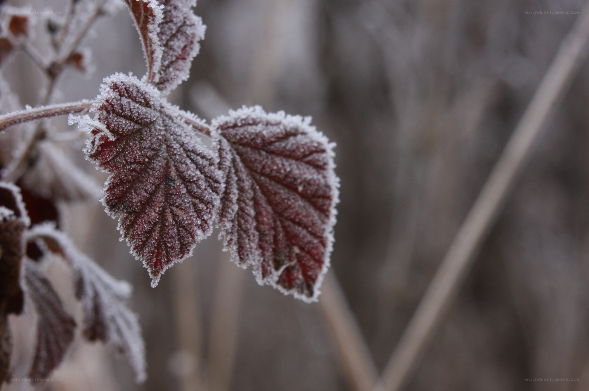 Frost-covered leaves in winter
