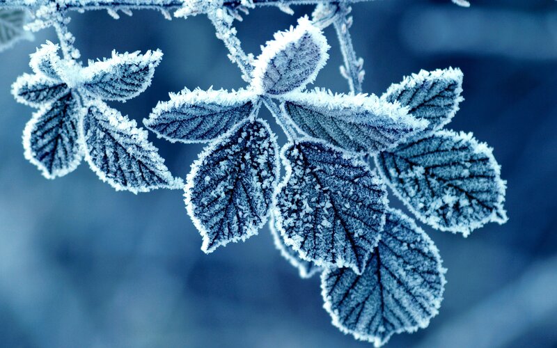 frost-covered leaves in winter