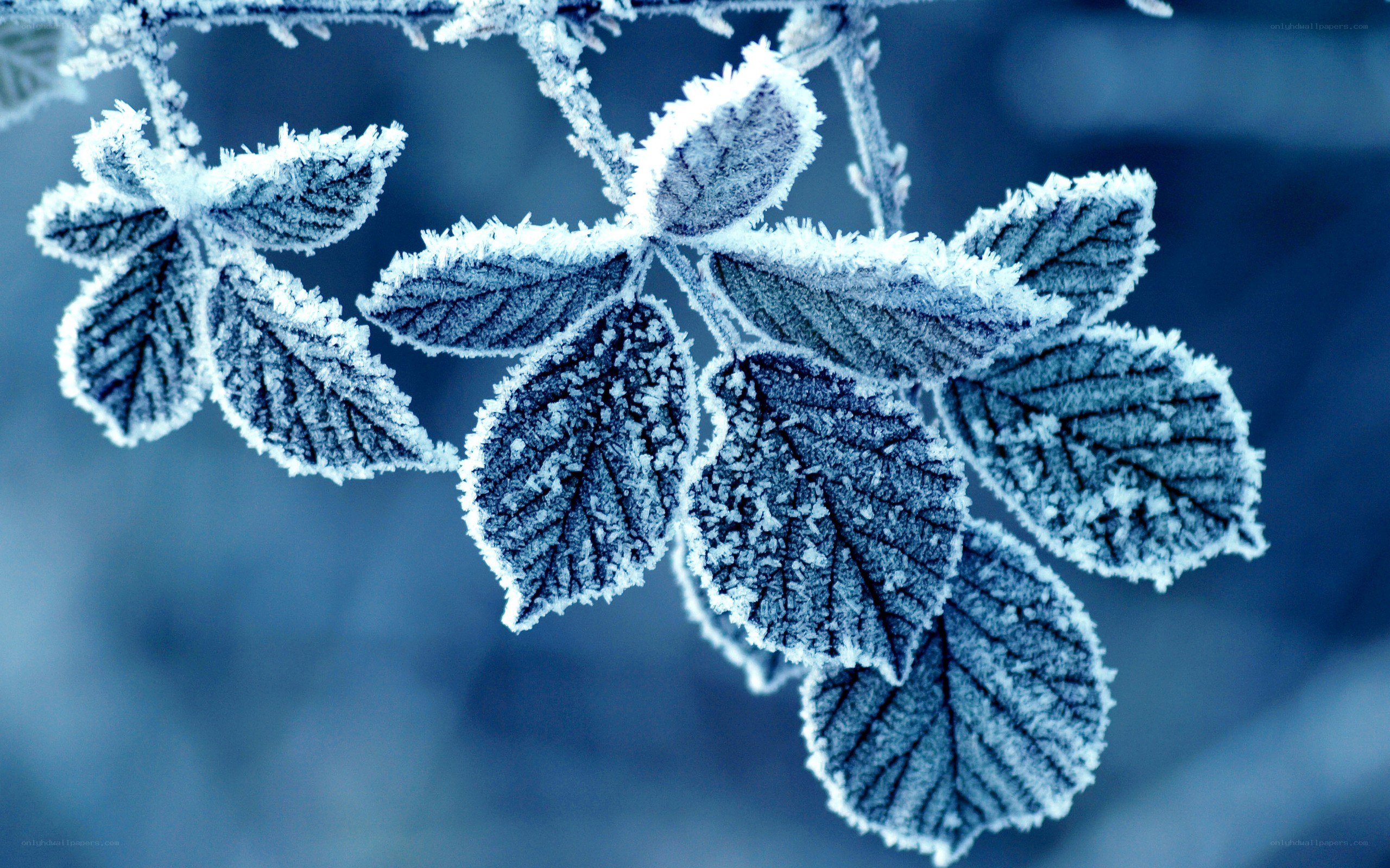 frost-covered leaves in winter