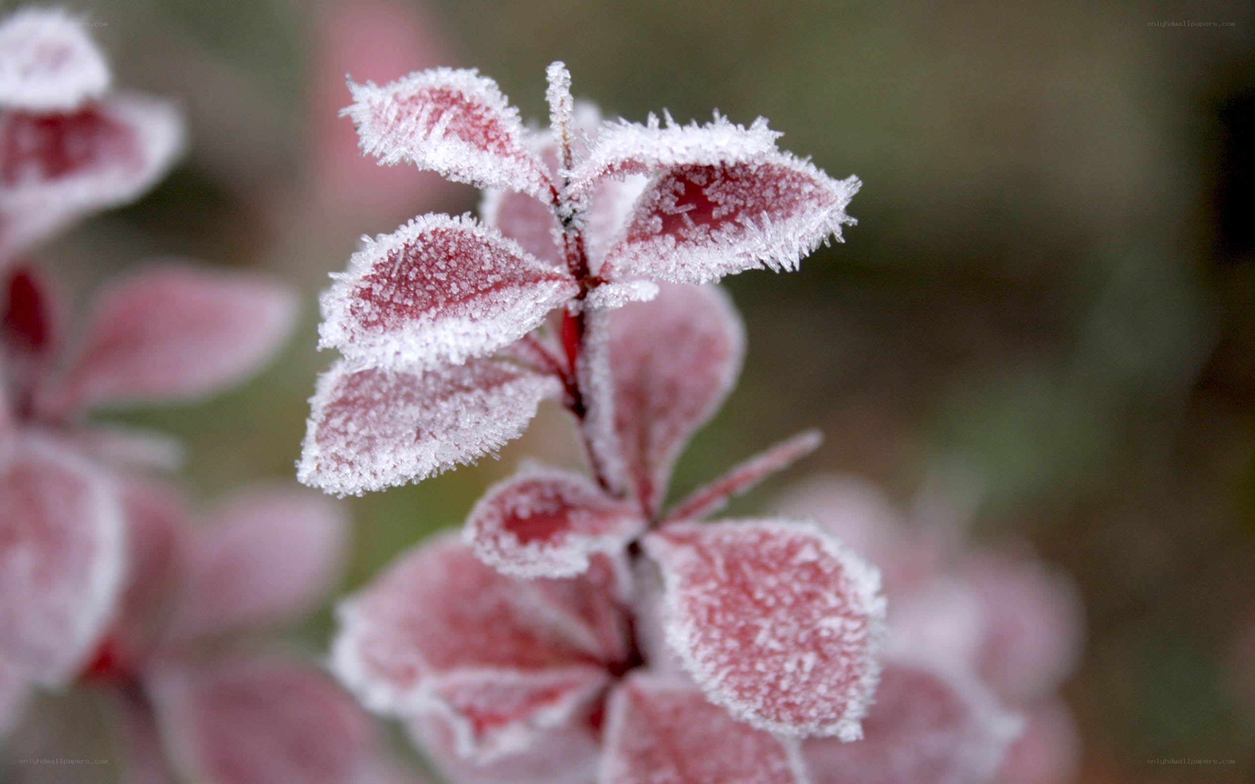 Frost-covered leaves in winter