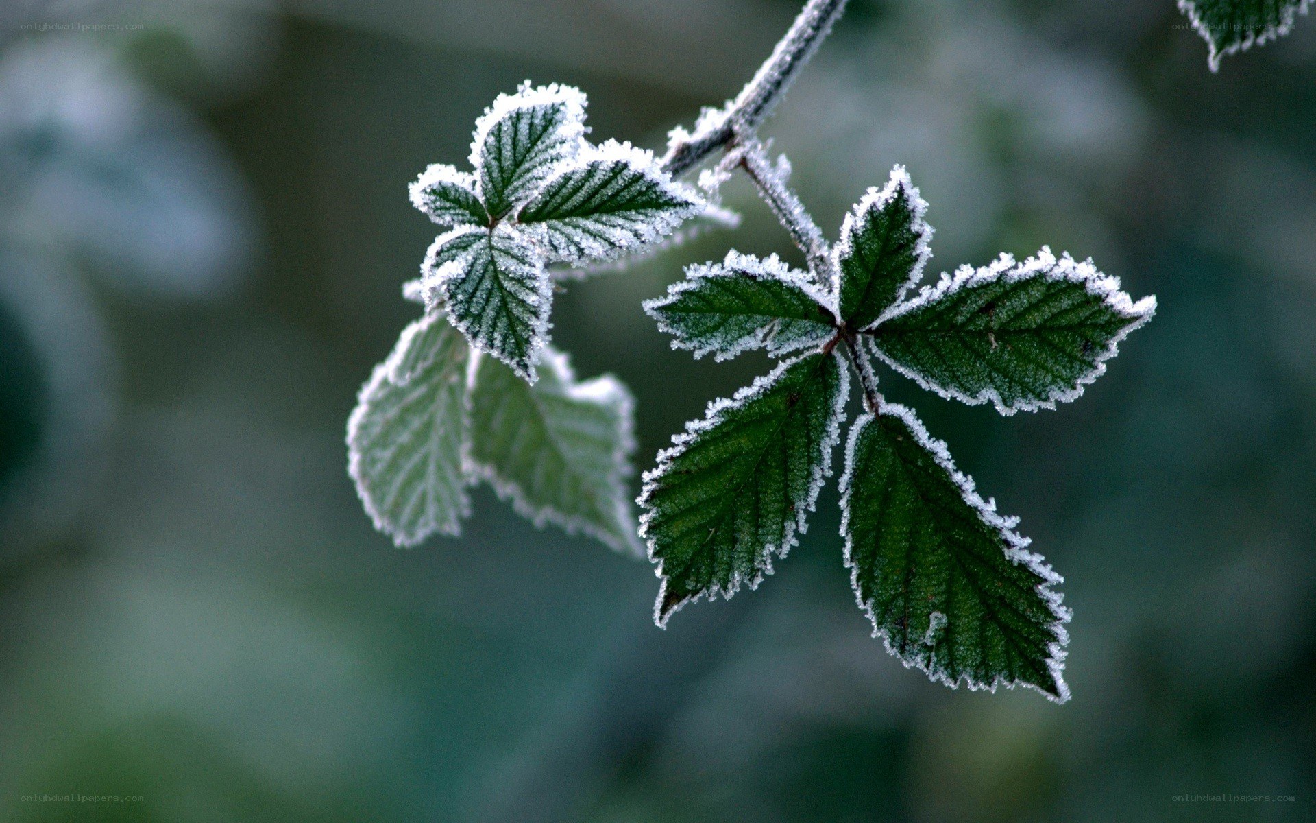 frost-covered leaves on a branch
