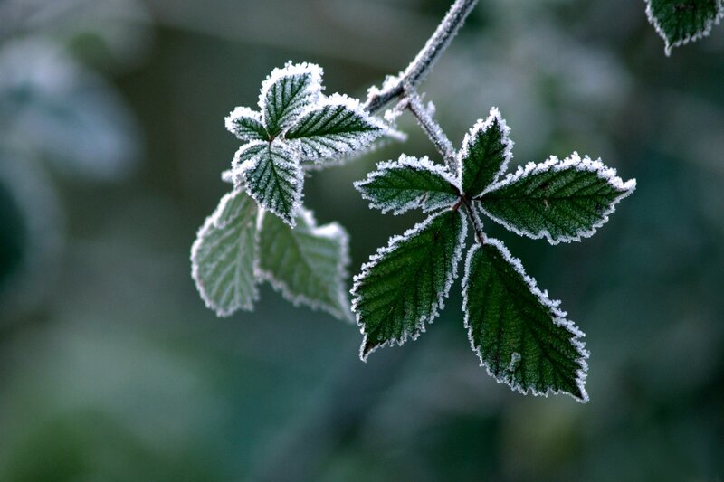 frost-covered leaves on a branch