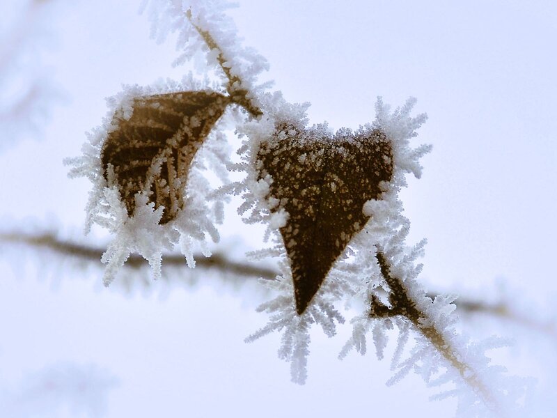 frost-covered leaves on a branch