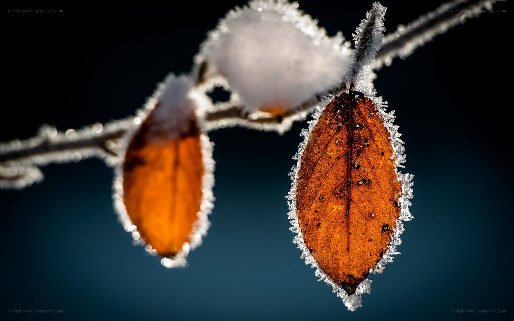frost-covered leaves on a branch