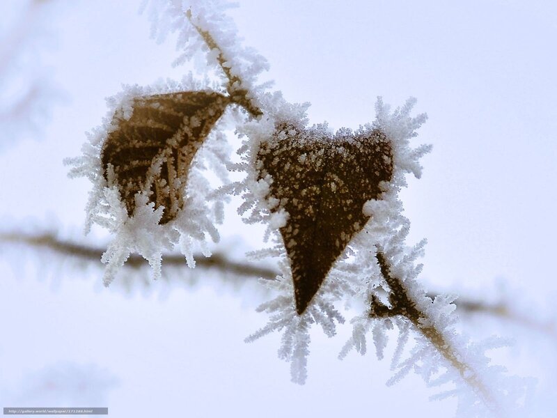 Frost-covered leaves on a branch