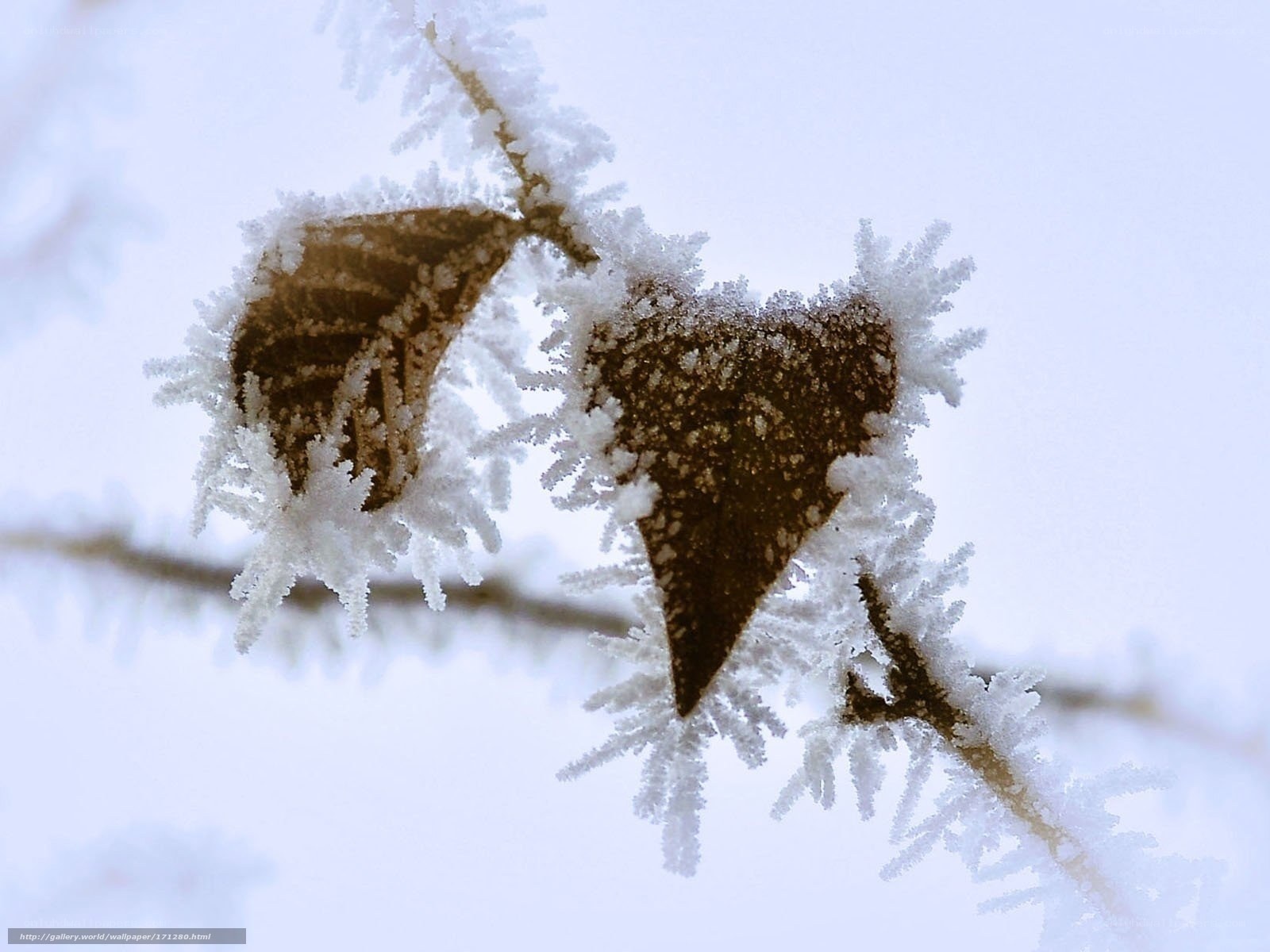 Frost-covered leaves on a branch