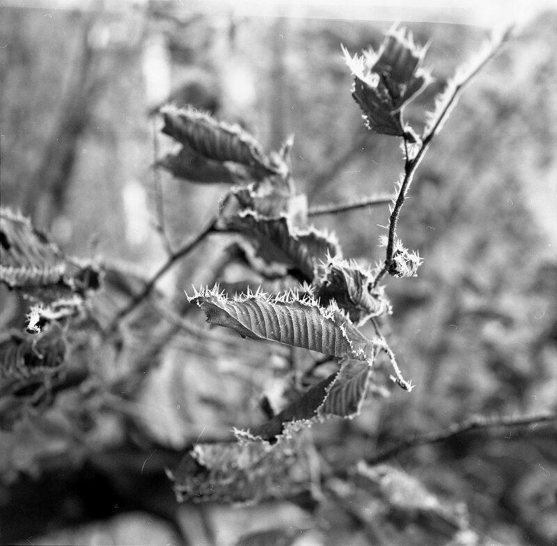 Frost-covered Leaves on Branch — Black