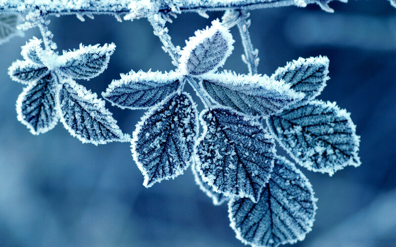 Frost-covered Leaves on Branch — Blue, Cold