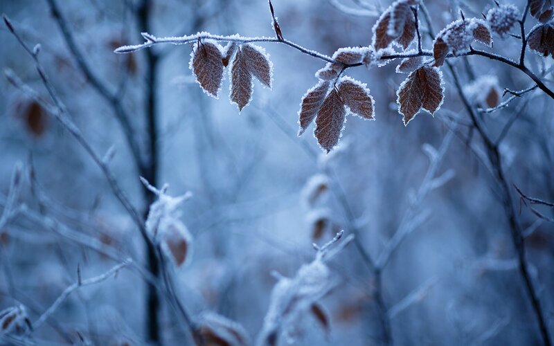 Frost-covered Leaves on Branch — Blue, Cold, Winter, Photograph, Branches