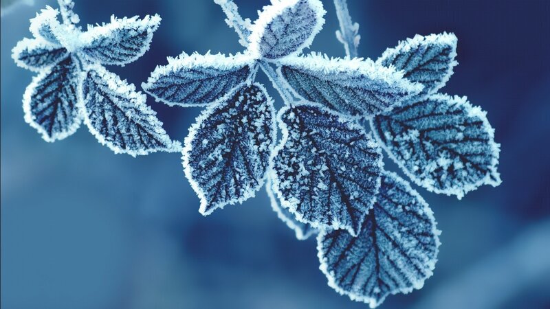 Frost-covered Leaves on Branch — Blue, Cold, Winter, Photograph, Frost