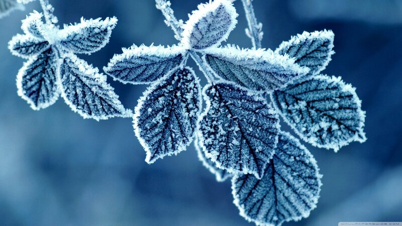 Frost-covered Leaves on Branch — Blue, Cold, Winter
