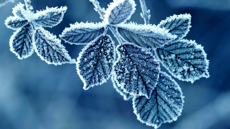 Frost-covered Leaves on Branch — Blue