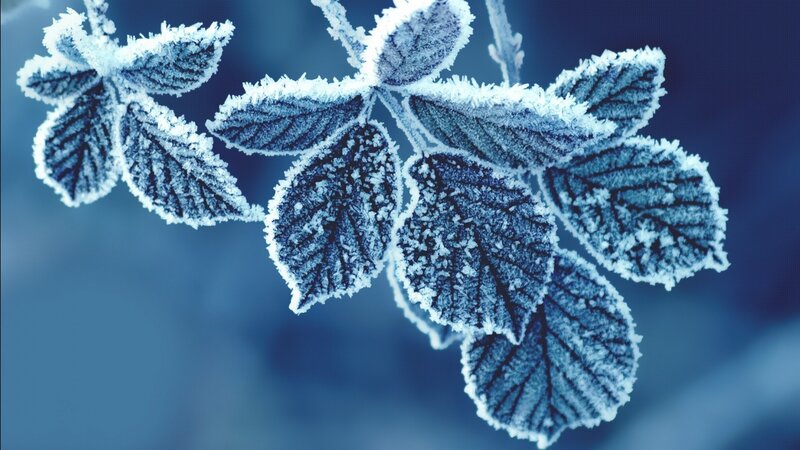 Frost-covered Leaves on Branch — Blue, Winter