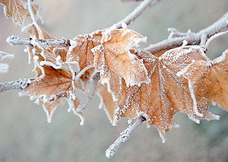 Frost-covered Leaves on Branch — Brown, Cold