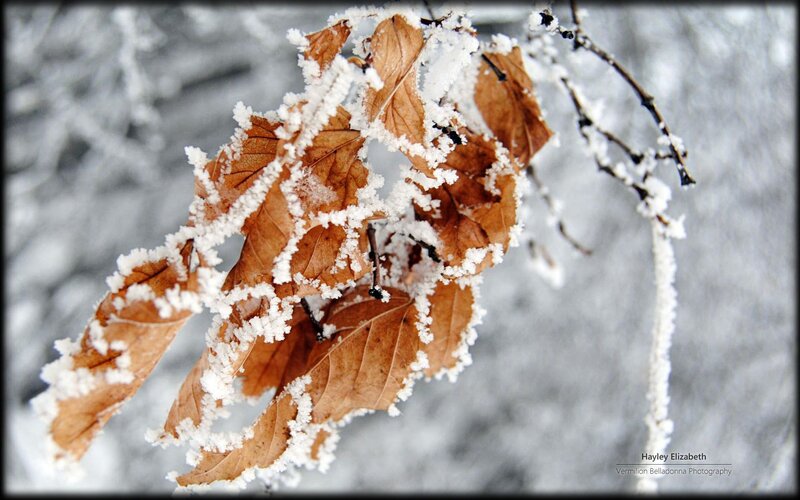 Frost-covered Leaves on Branch — Brown, Cold, Winter