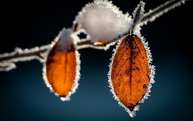 Frost-covered Leaves on Branch — Brown, Dramatic