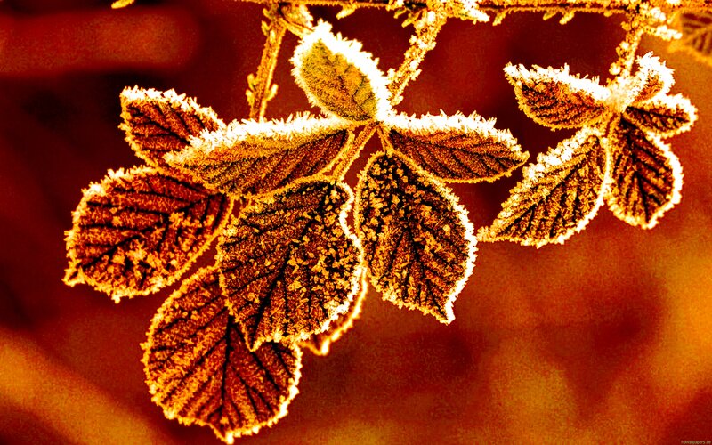 Frost-covered Leaves on Branch — Brown