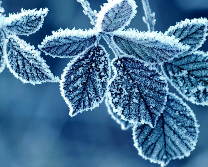 Frost-covered Leaves on Branch — Frost