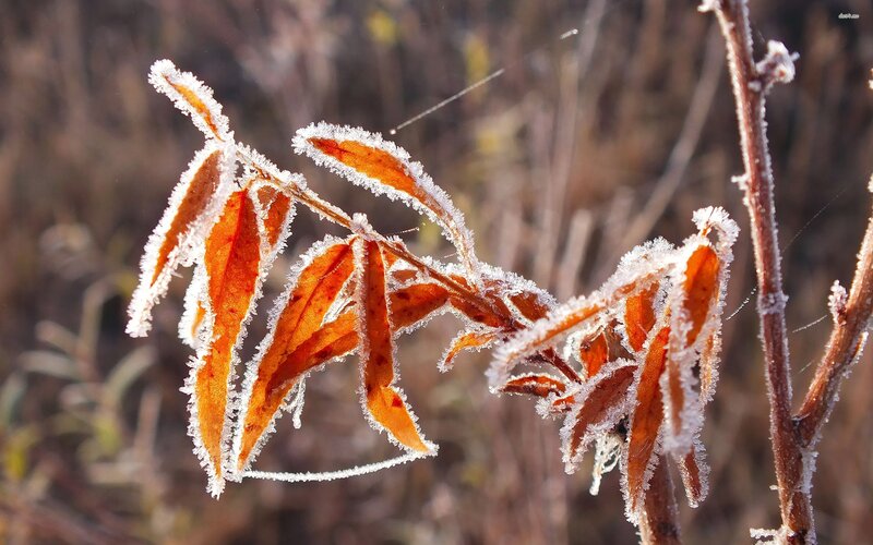 Frost-covered Leaves on Branch — Orange