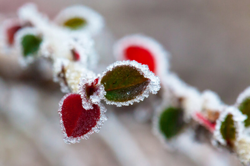 Frost-covered Leaves on Branch — Red
