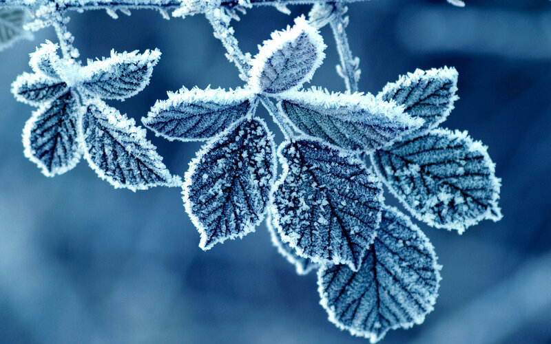 Frost-covered Leaves on Branch