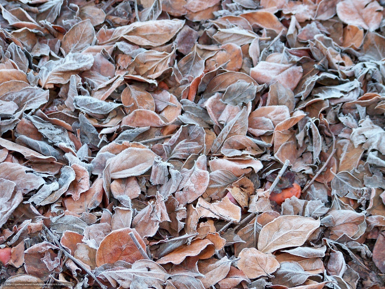 frost-covered leaves on ground