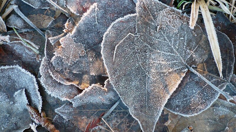 frost-covered leaves on ground
