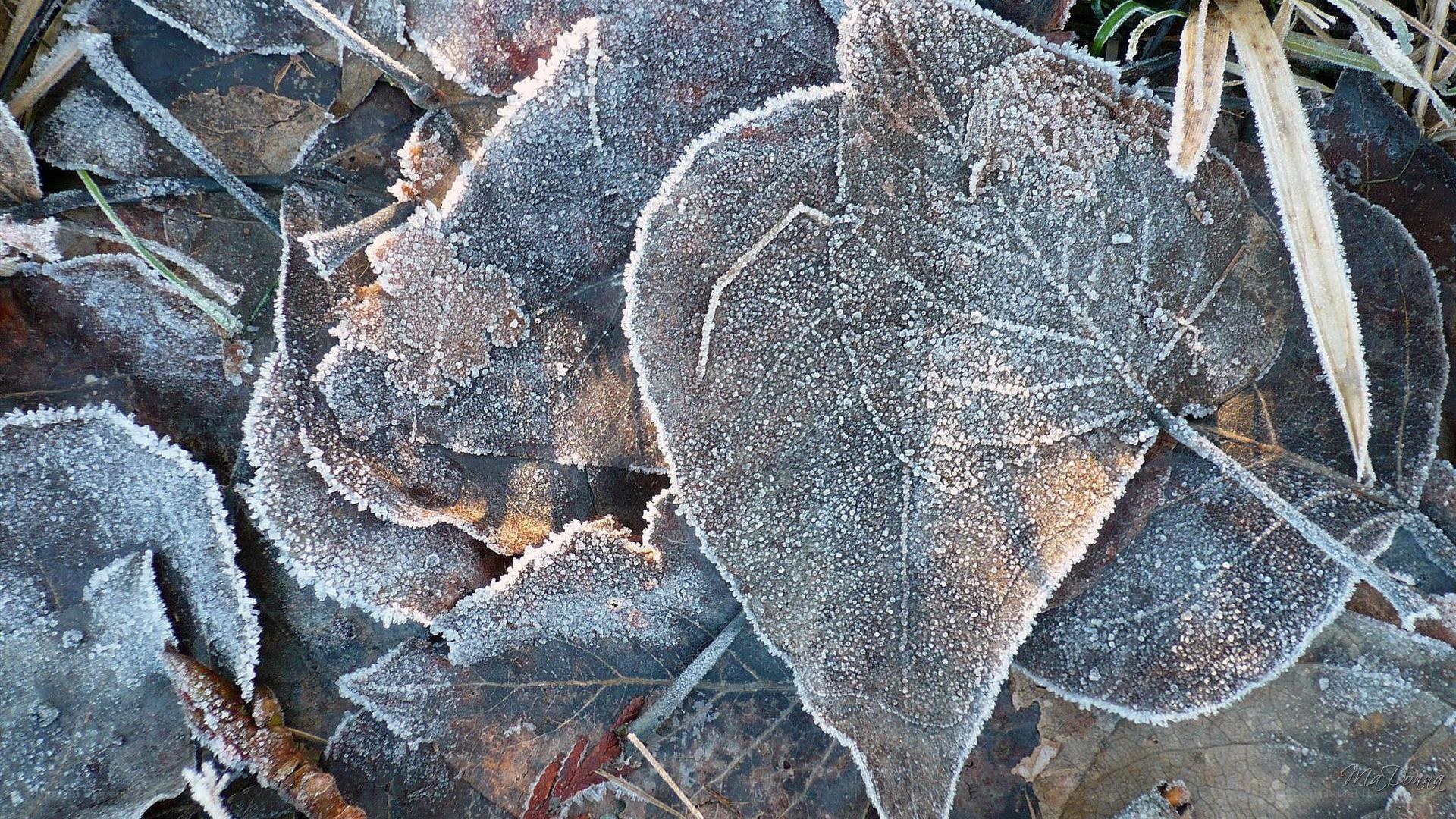 frost-covered leaves on ground