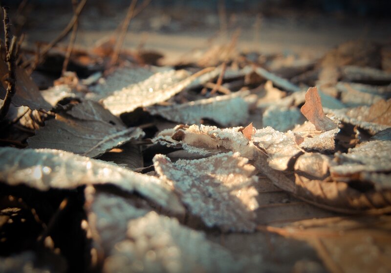frost-covered leaves on ground
