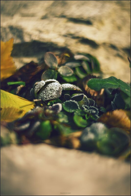 Frost-covered leaves on the ground