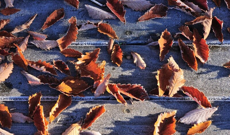 Frost-covered Leaves on Wood