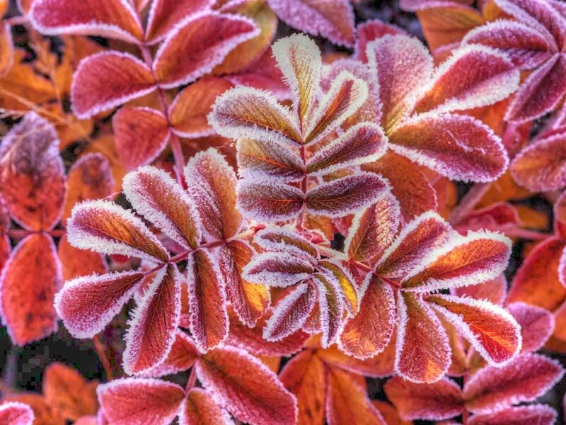 Frost-covered Leaves — Red, Cold, Autumn
