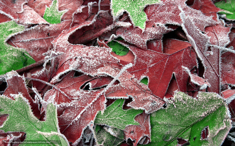 Frost-covered Leaves — Red, Cold