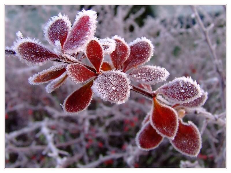 Frost-covered Leaves — Red, Cold, Winter, Photograph