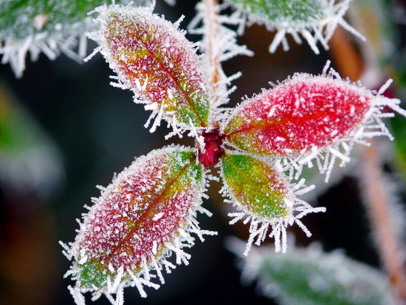 Frost-covered Leaves — Red, Cold, Winter