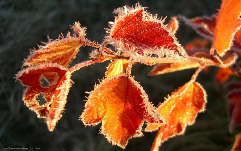 Frost-covered Leaves — Red, Dramatic