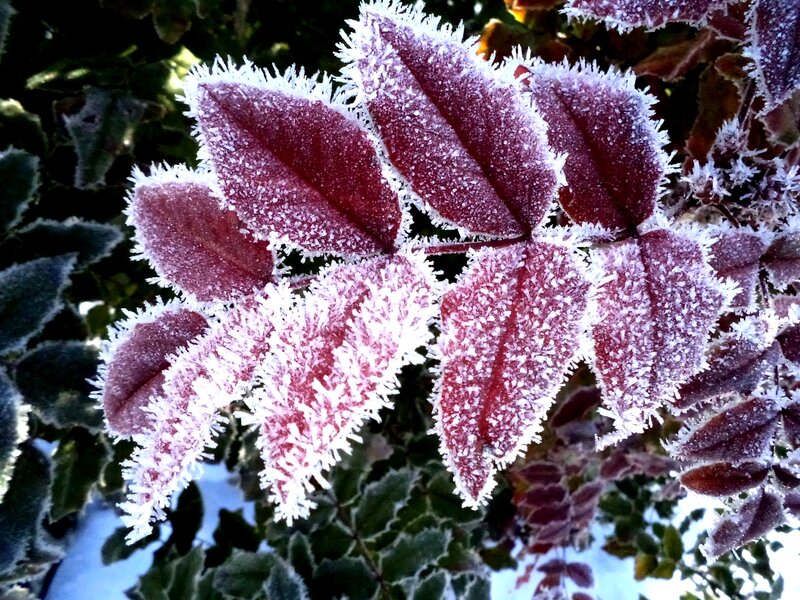 Frost-covered Leaves — White, Cold
