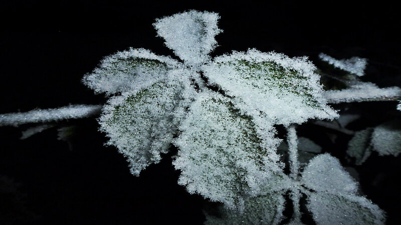 Frost-covered Leaves — White, Dramatic